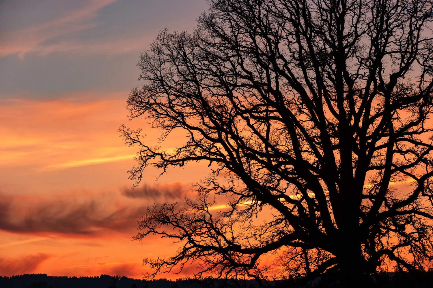 Wilsonville Sherwood Portland Oregon