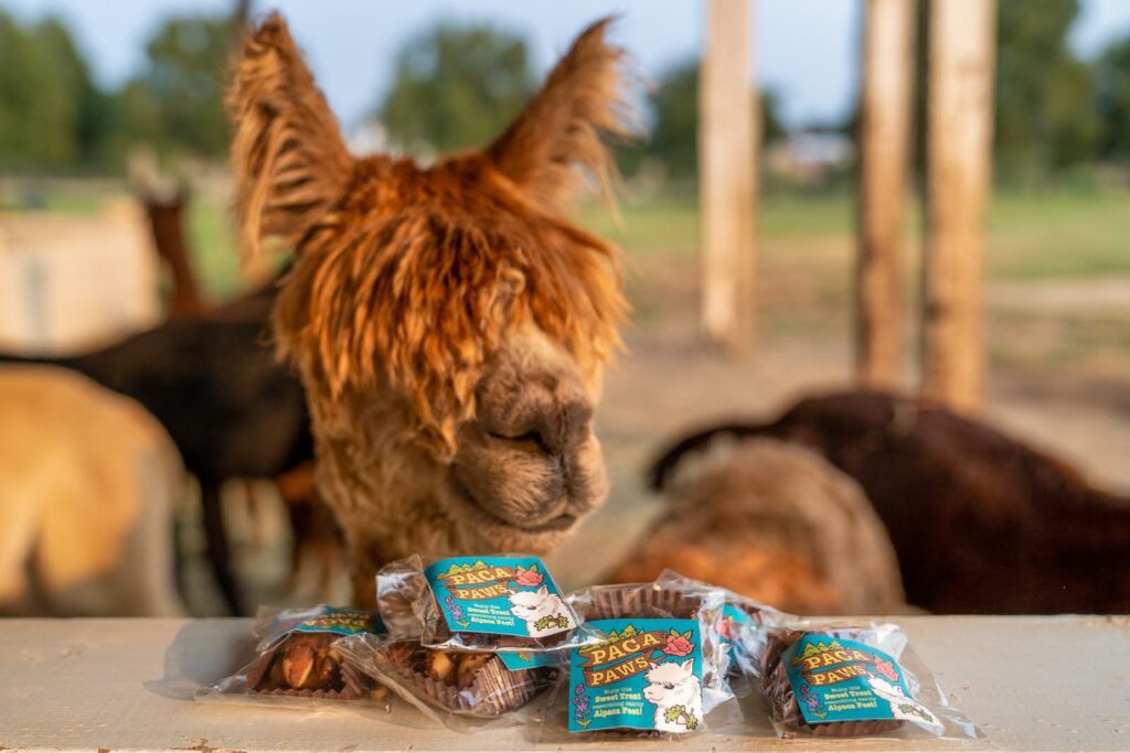 Alpaca & animal photography by Wasim Muklashy
