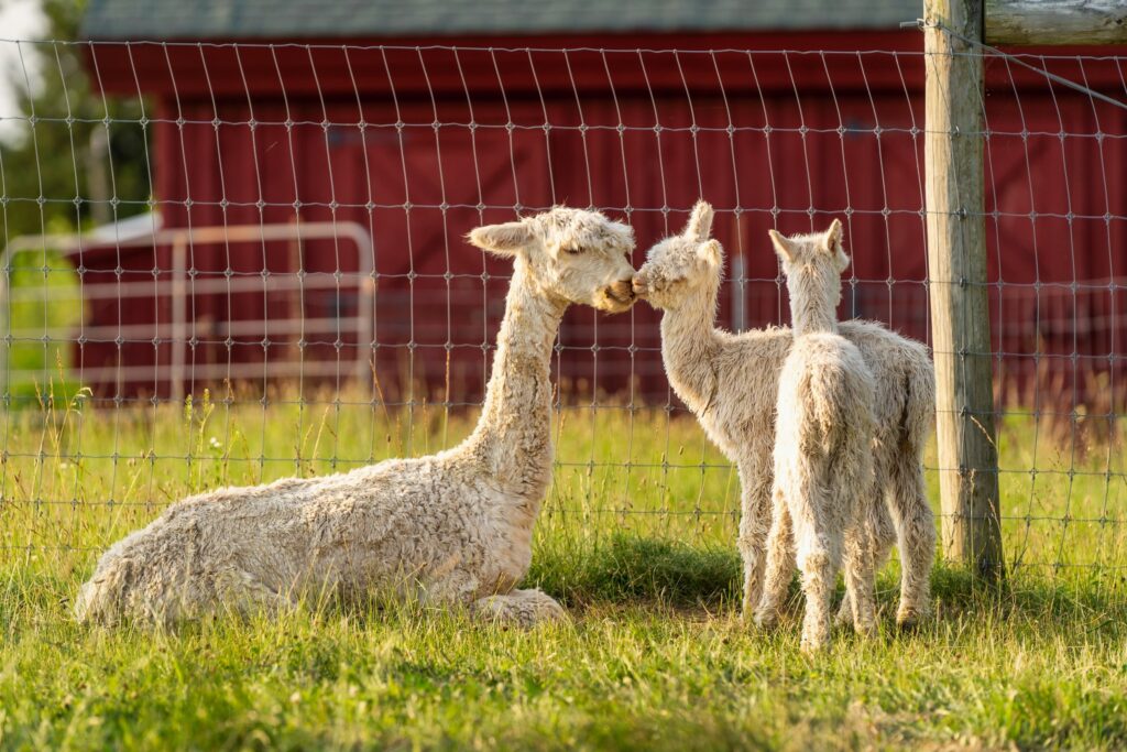 Alpaca & animal photography by Wasim Muklashy