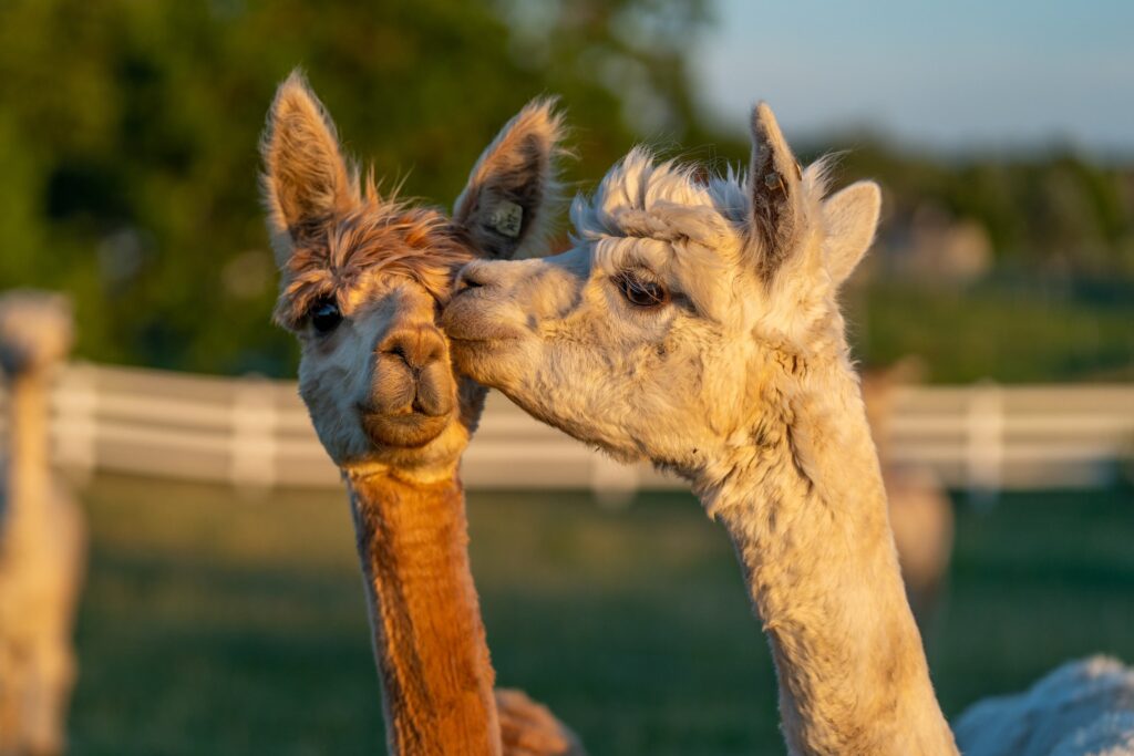 Alpaca & animal photography by Wasim Muklashy