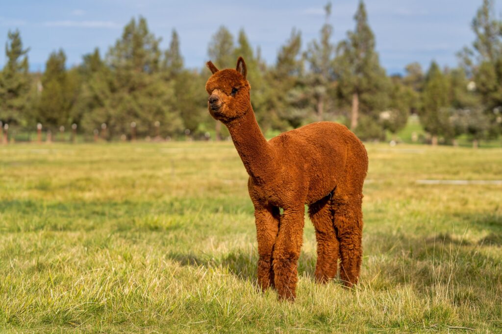 Alpaca & animal photography by Wasim Muklashy