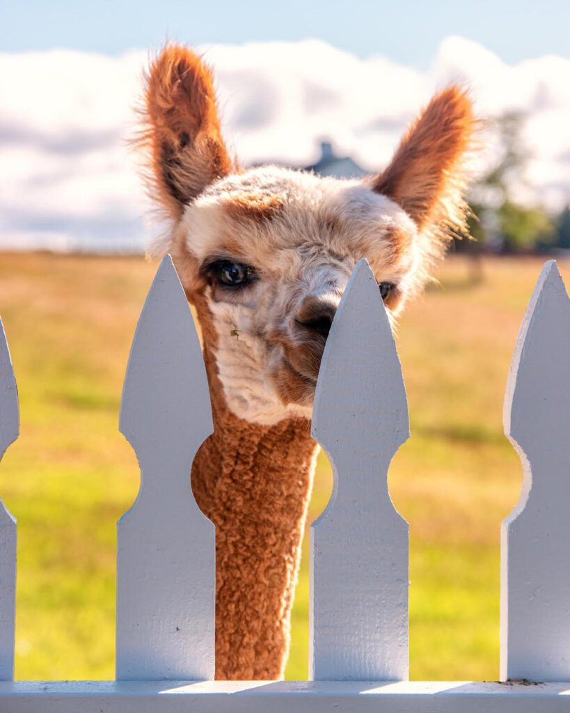 Alpaca & animal photography by Wasim Muklashy