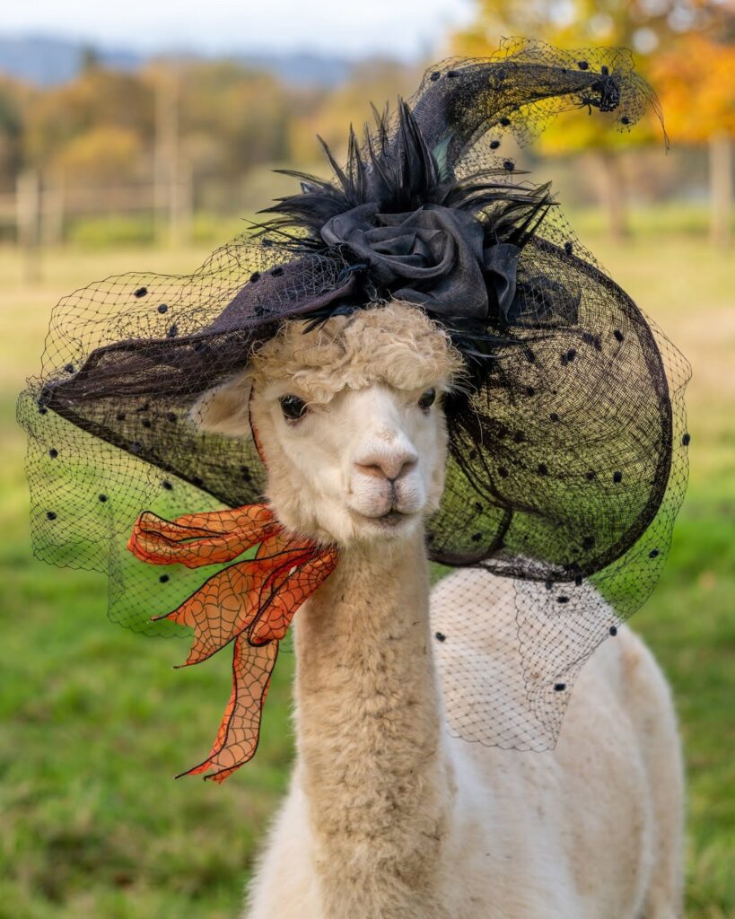 Alpaca & animal photography by Wasim Muklashy