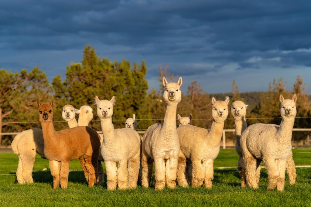 Alpaca & animal photography by Wasim Muklashy