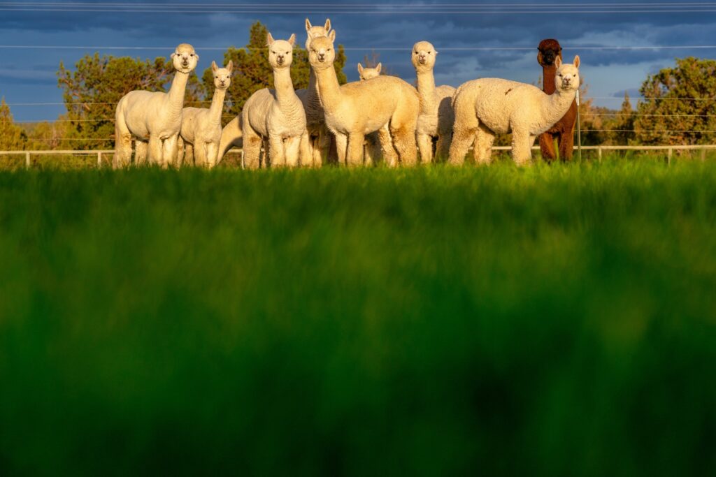 Alpacas on a farm in Oregon — photography by Wasim Muklashy