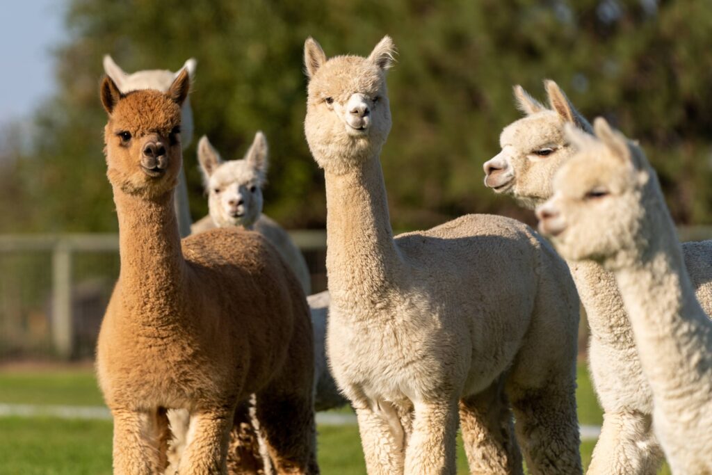 Alpacas on a farm in Oregon — photography by Wasim Muklashy