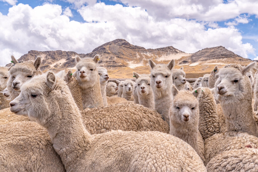 Andes Mountains Peru Quechua Benefit Picotani Spar Macusani Alpaca — Travel & nature photography by Wasim Muklashy