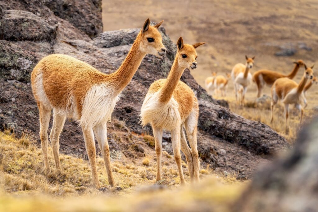 Andes Mountains Peru Quechua Benefit Picotani Vicuna Chaccu — Landscape & nature photography by Wasim Muklashy