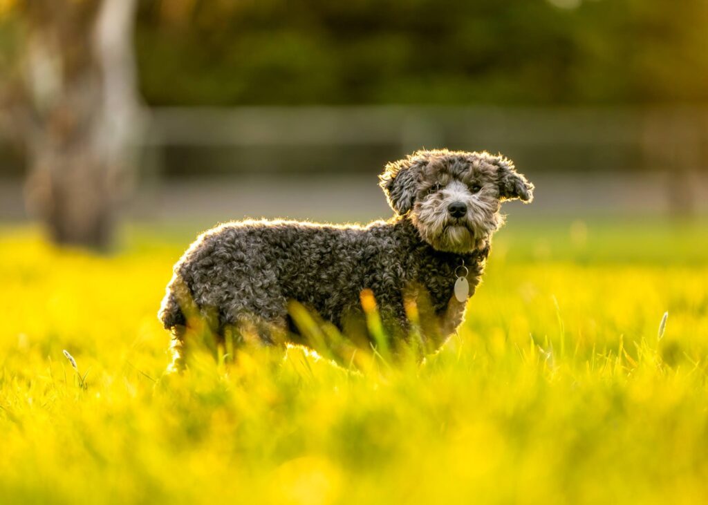 April Flying Dutchman Alpacas — Alpaca & animal photography by Wasim Muklashy