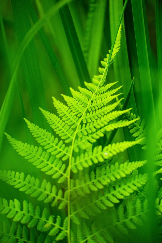 byWasim Phone Background Images 105 — Landscape & nature photography by Wasim Muklashy