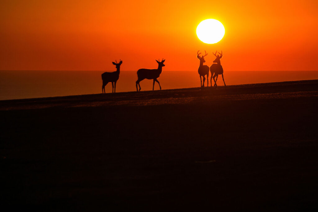 Family Time — Landscape & nature photography by Wasim Muklashy