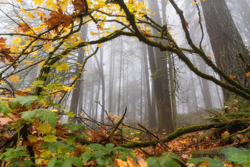 Forest Park Hoyt Arboretum Portland Oregon Foggy Fall Forest 107 — Nature & garden photography by Wasim Muklashy
