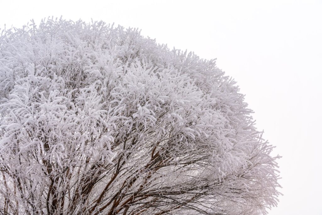 Frozen Fog Winter Wonderland Central Oregon — Nature & garden photography by Wasim Muklashy