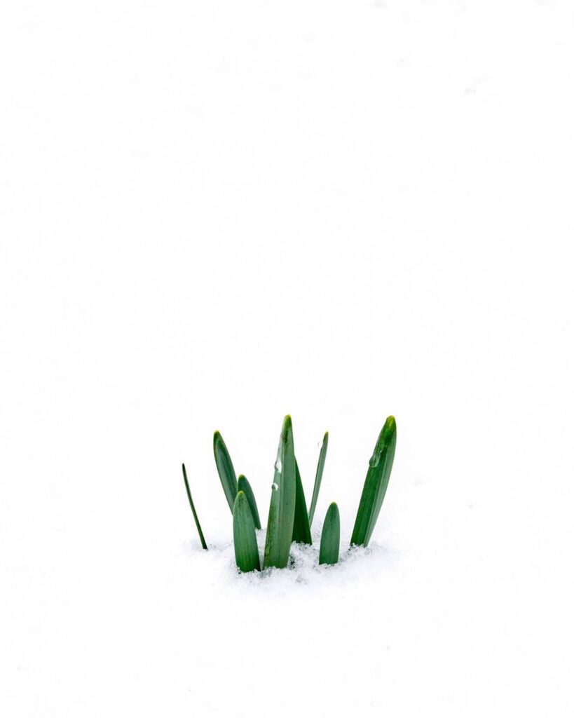 Garden — Nature & garden photography by Wasim Muklashy