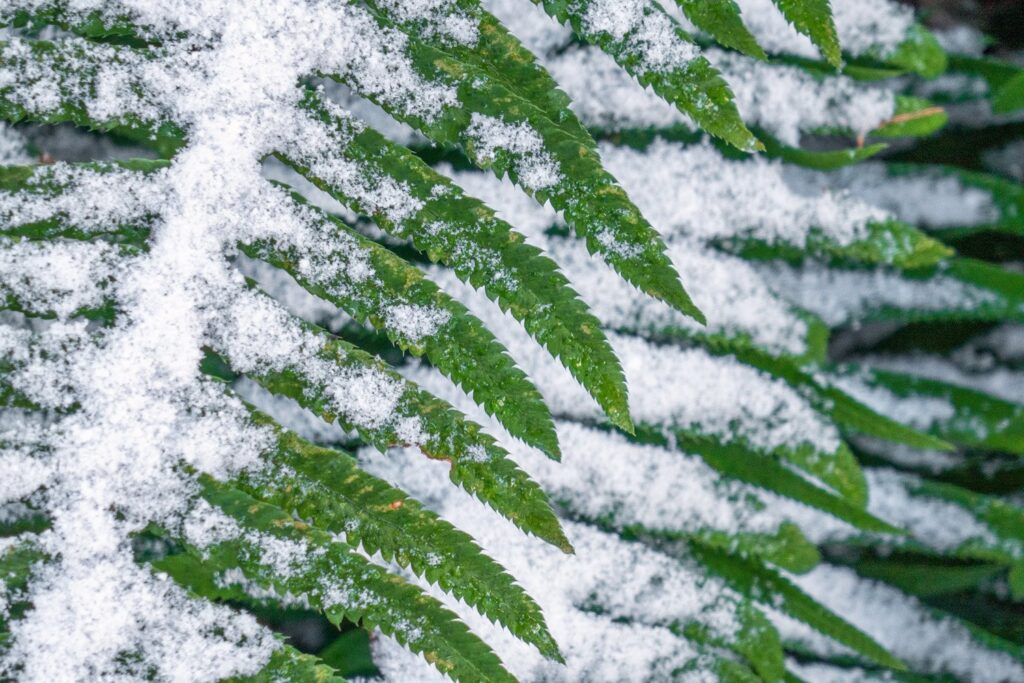 Garden — Nature & garden photography by Wasim Muklashy