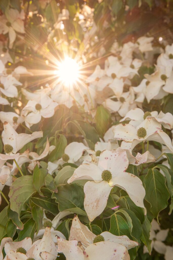 Garden — Nature & garden photography by Wasim Muklashy