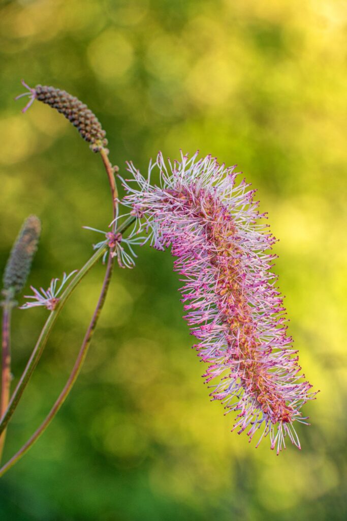 Garden — Nature & garden photography by Wasim Muklashy