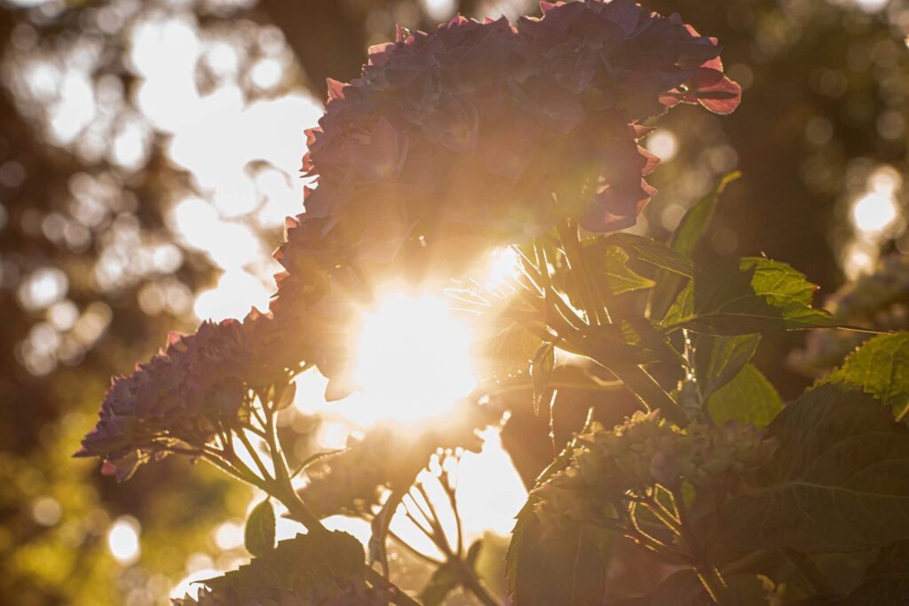 Garden — Nature & garden photography by Wasim Muklashy