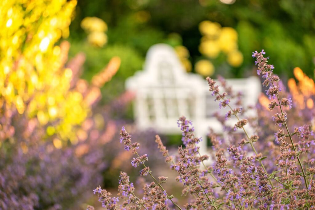 Garden — Nature & garden photography by Wasim Muklashy