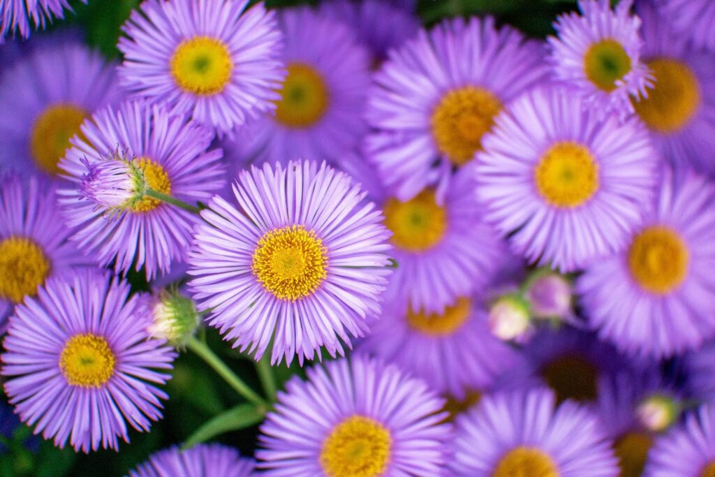 Garden — Nature & garden photography by Wasim Muklashy
