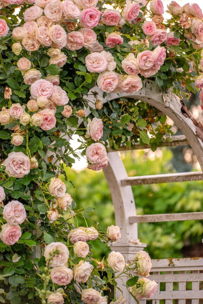 Garden — Nature & garden photography by Wasim Muklashy