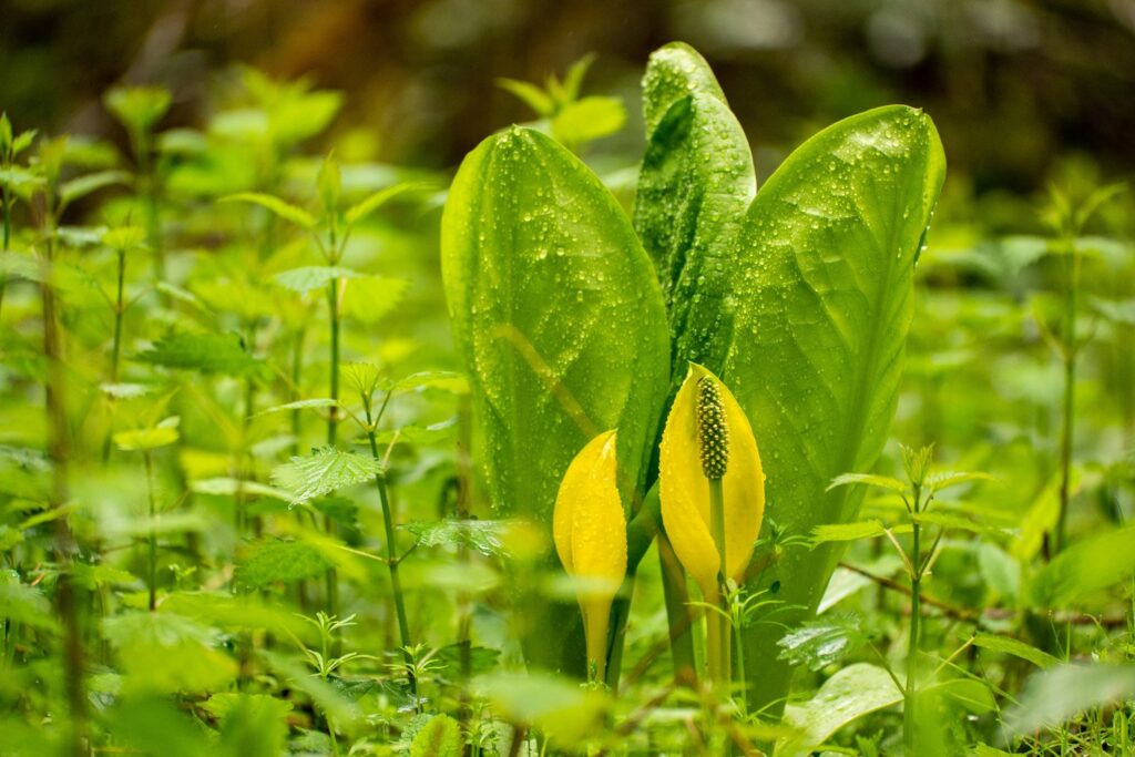 Garden — Nature & garden photography by Wasim Muklashy