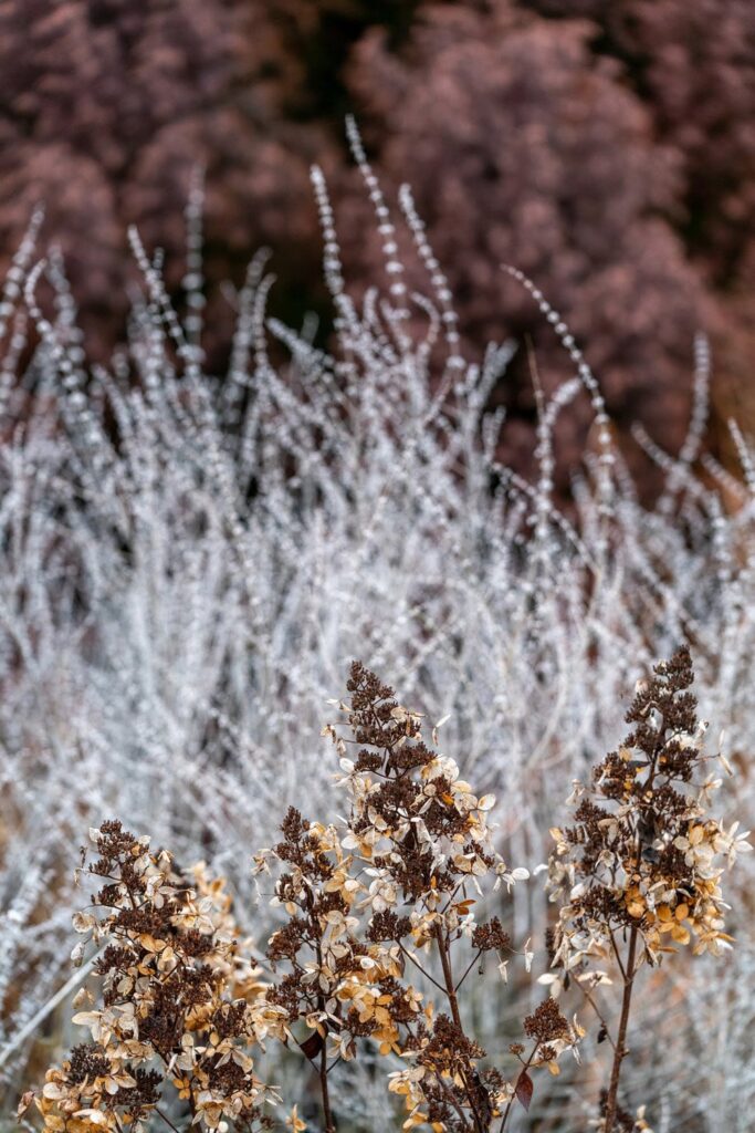 Garden — Nature & garden photography by Wasim Muklashy