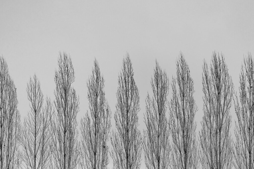 Garden — Nature & garden photography by Wasim Muklashy