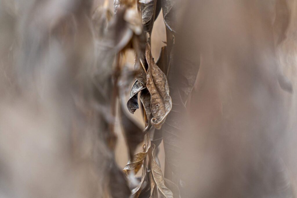 Garden — Nature & garden photography by Wasim Muklashy