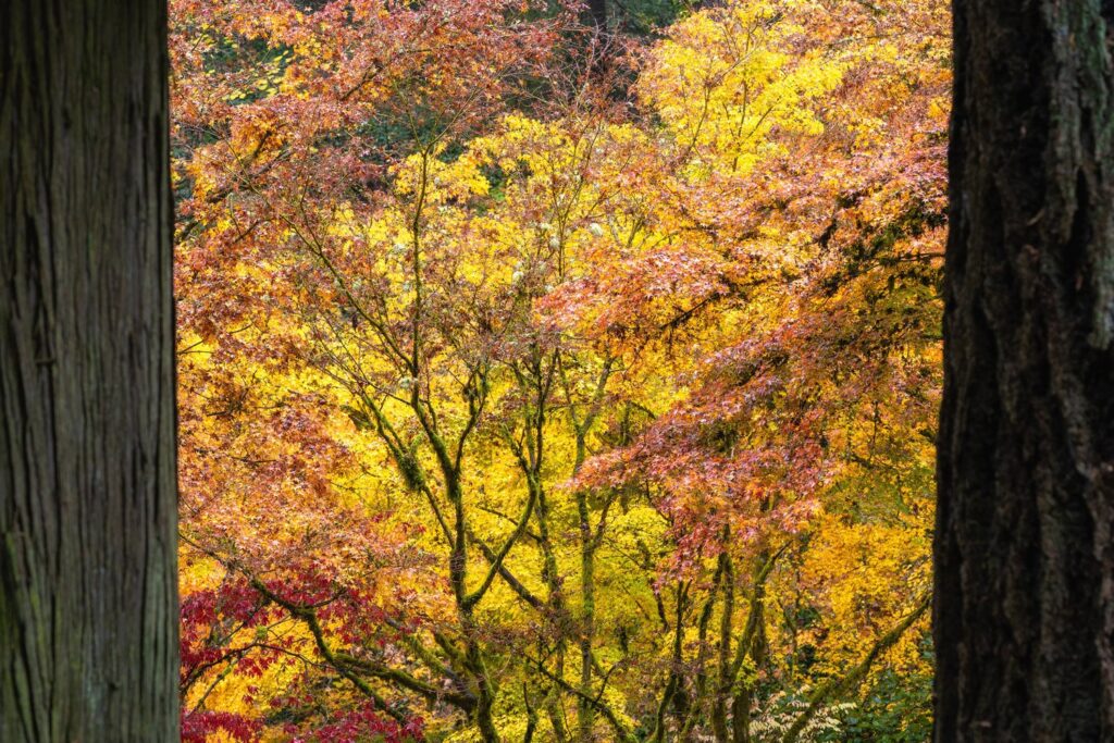 Garden — Nature & garden photography by Wasim Muklashy