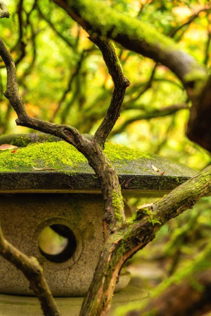 Garden — Nature & garden photography by Wasim Muklashy