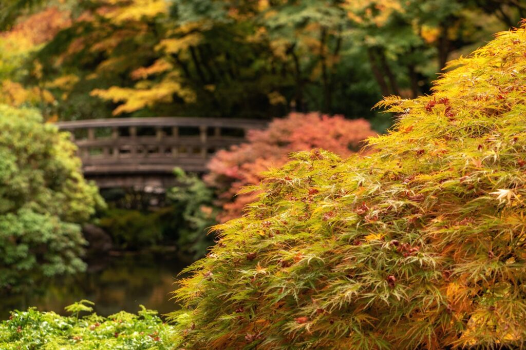Garden — Nature & garden photography by Wasim Muklashy