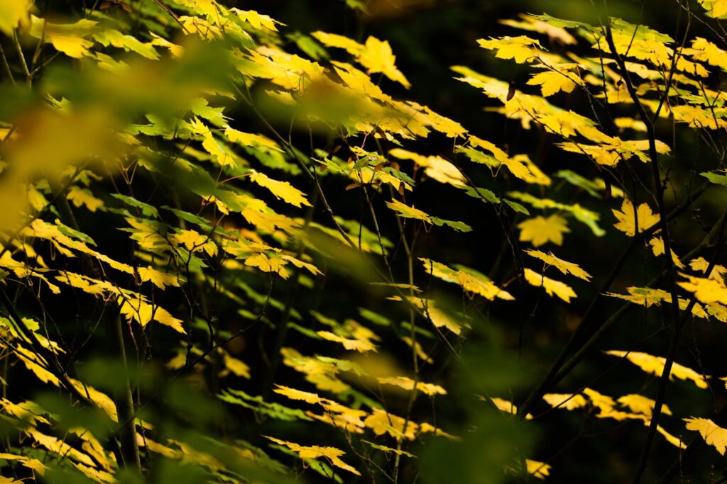 Garden — Nature & garden photography by Wasim Muklashy