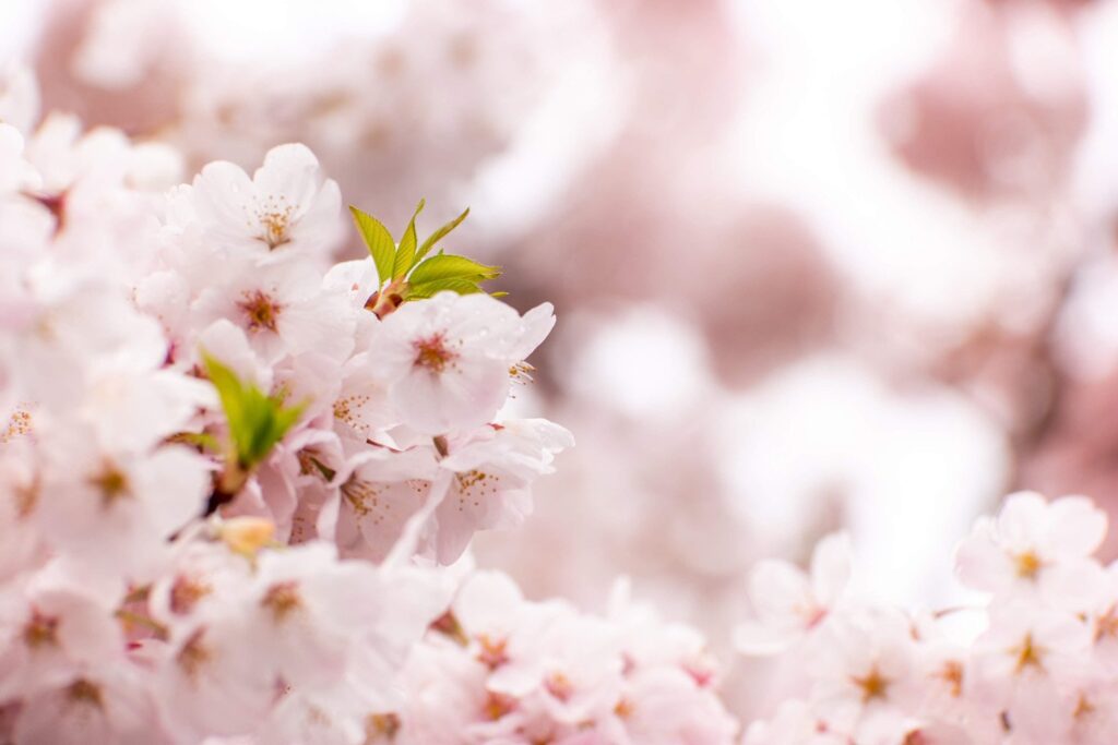 Garden — Nature & garden photography by Wasim Muklashy