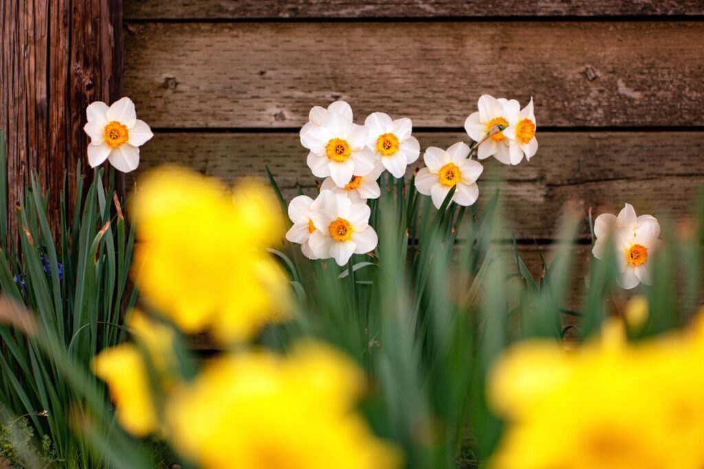 Garden — Nature & garden photography by Wasim Muklashy