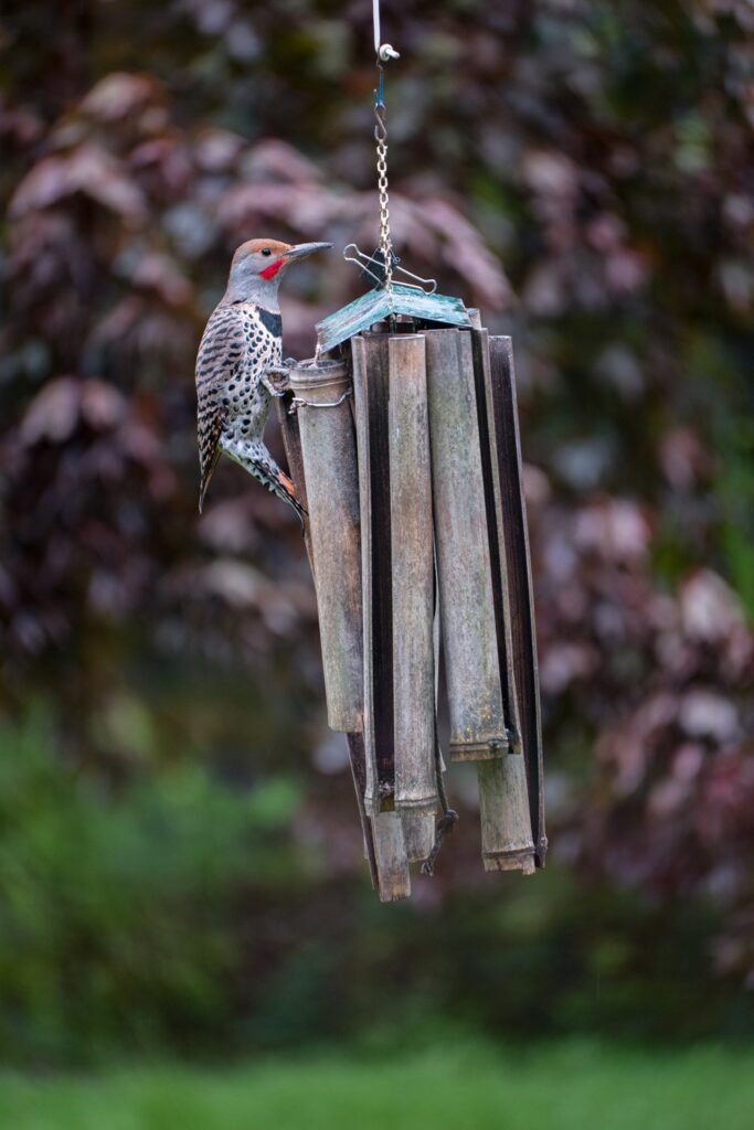 Garden — Nature & garden photography by Wasim Muklashy