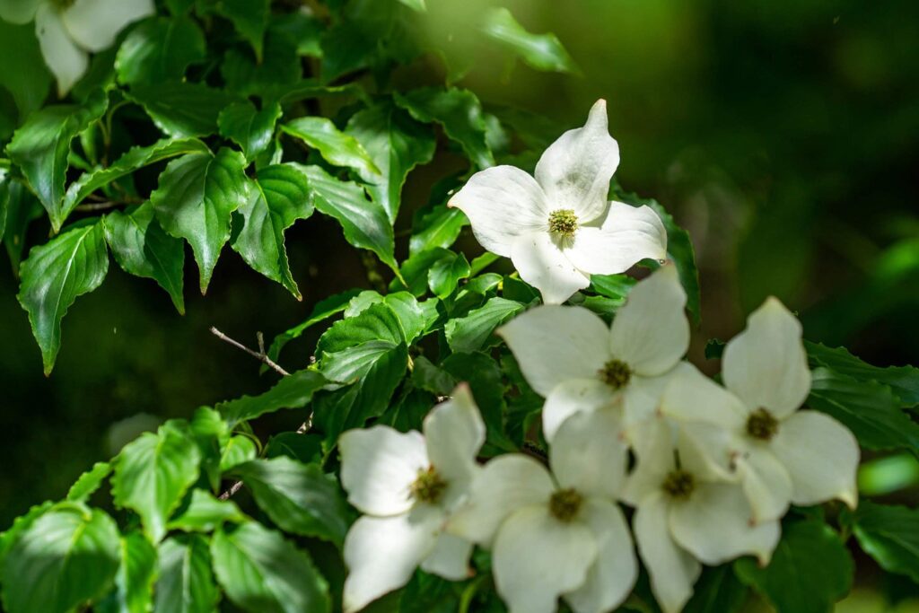 Garden — Nature & garden photography by Wasim Muklashy