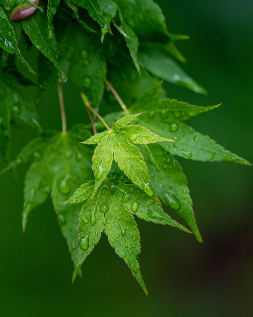Garden — Nature & garden photography by Wasim Muklashy