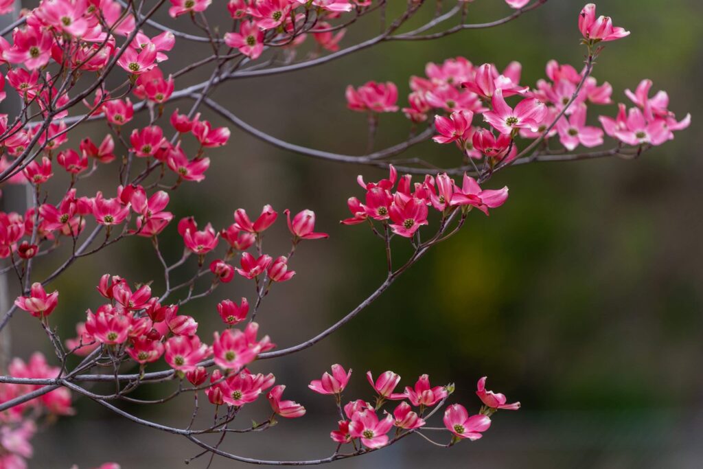Garden — Nature & garden photography by Wasim Muklashy