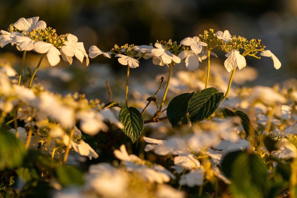 Garden — Nature & garden photography by Wasim Muklashy