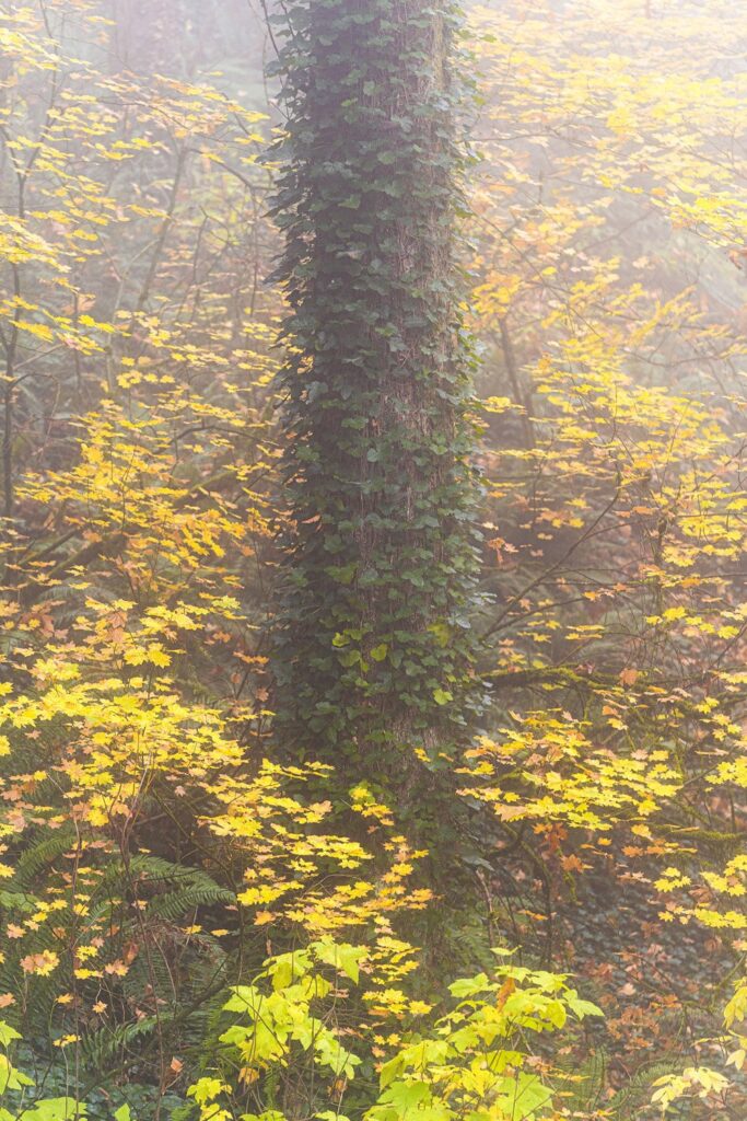 Garden — Nature & garden photography by Wasim Muklashy
