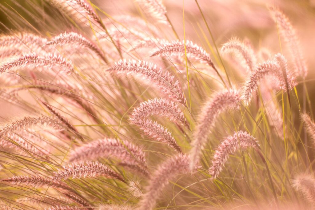 Garden — Nature & garden photography by Wasim Muklashy