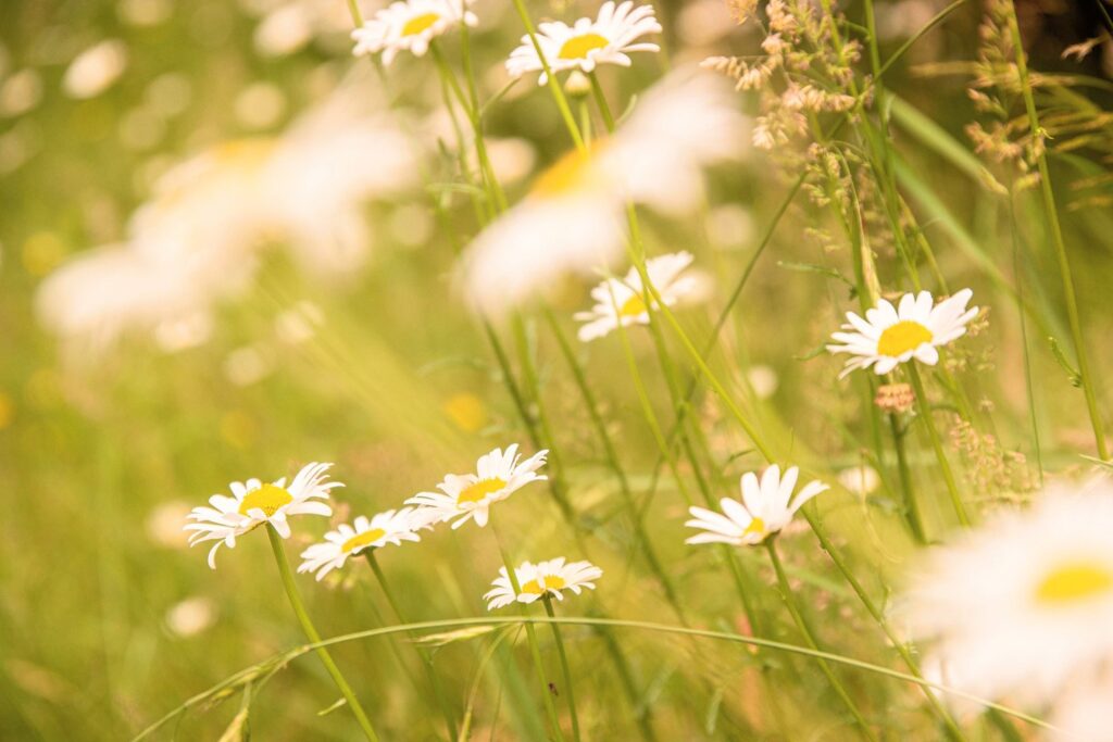 Garden — Nature & garden photography by Wasim Muklashy