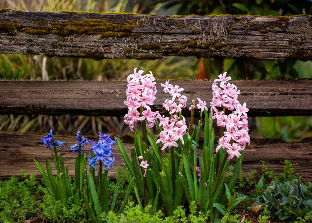Garden — Nature & garden photography by Wasim Muklashy