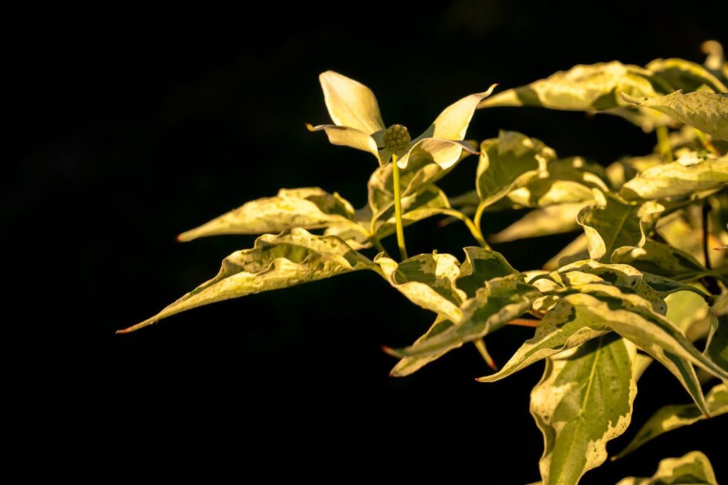 Garden — Nature & garden photography by Wasim Muklashy