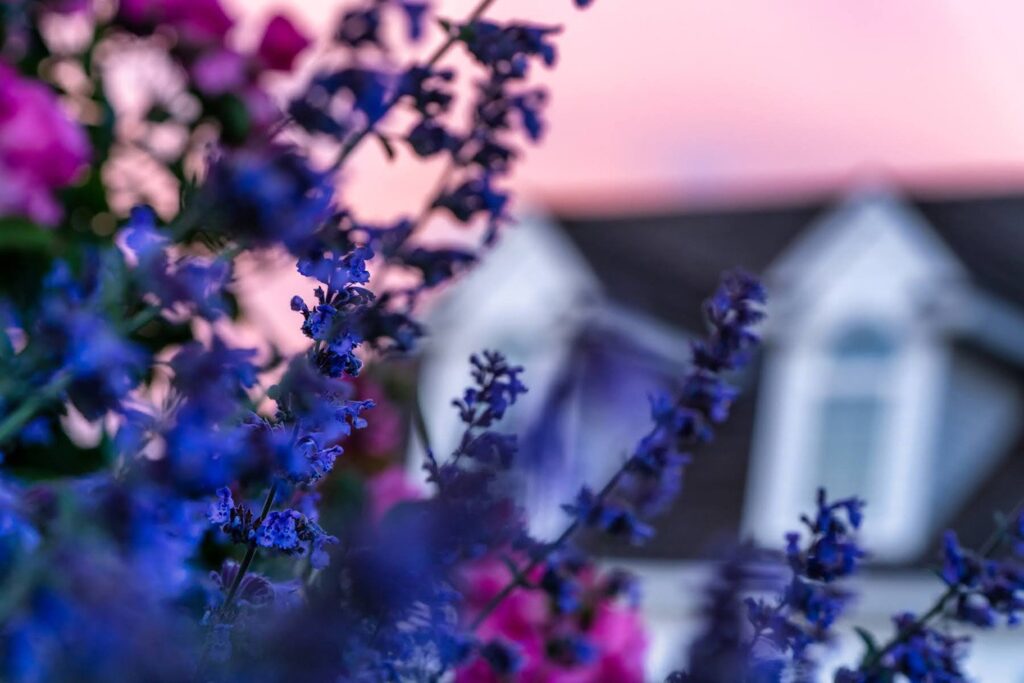 Garden — Nature & garden photography by Wasim Muklashy