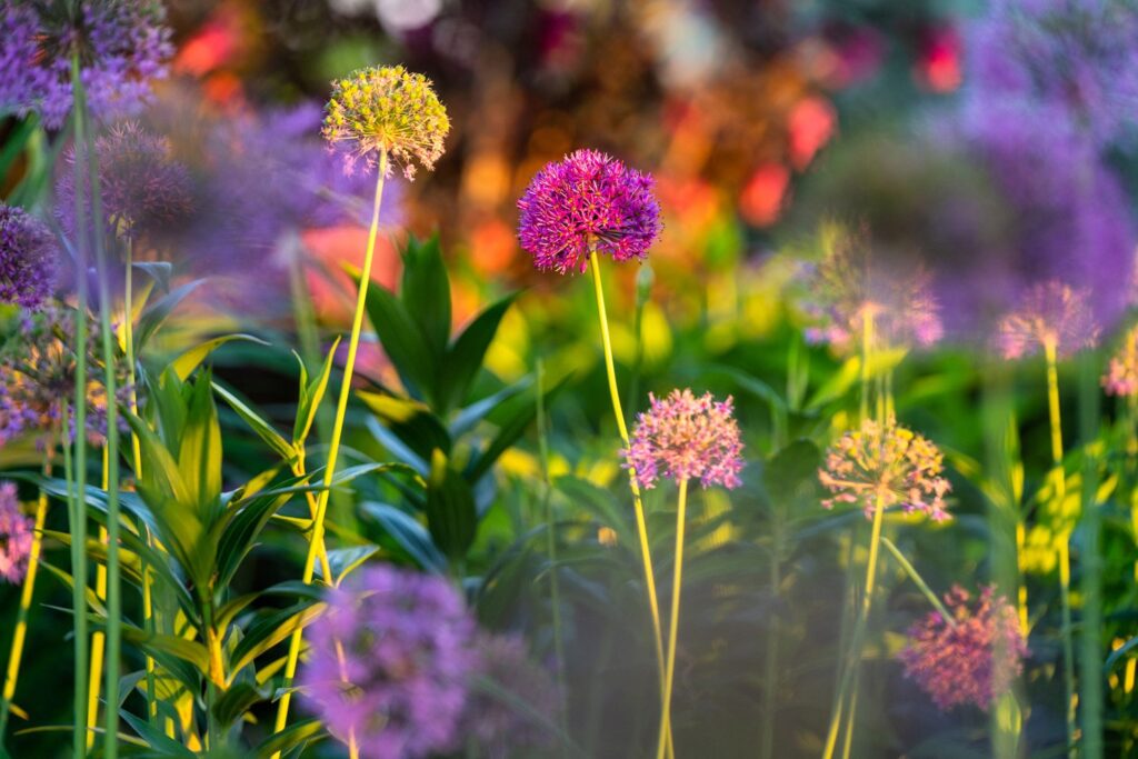 Garden — Nature & garden photography by Wasim Muklashy