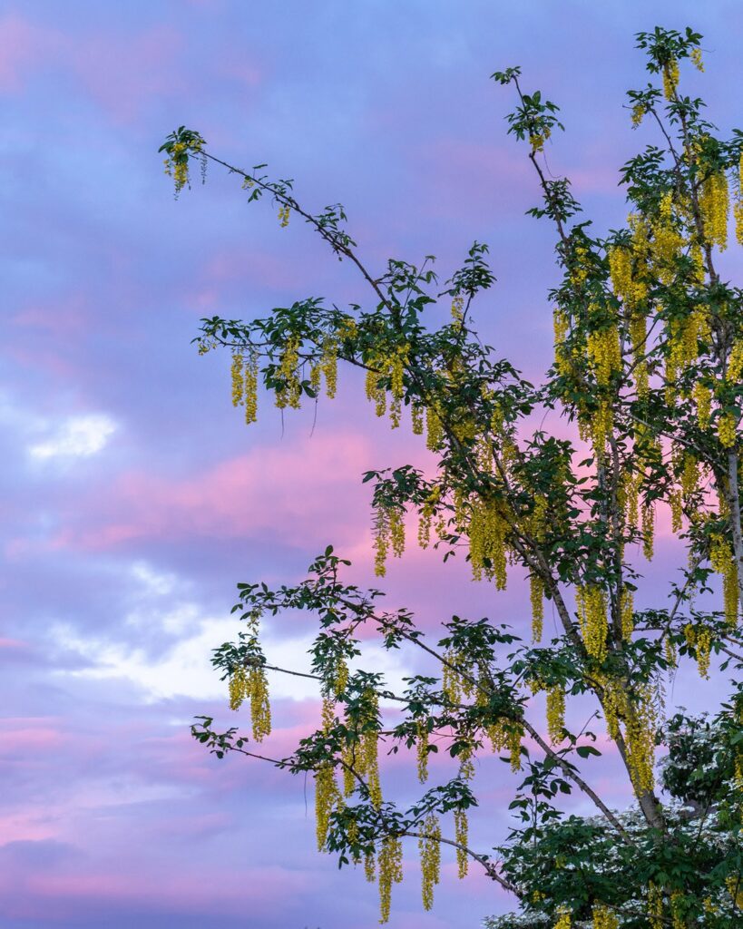 Garden — Nature & garden photography by Wasim Muklashy