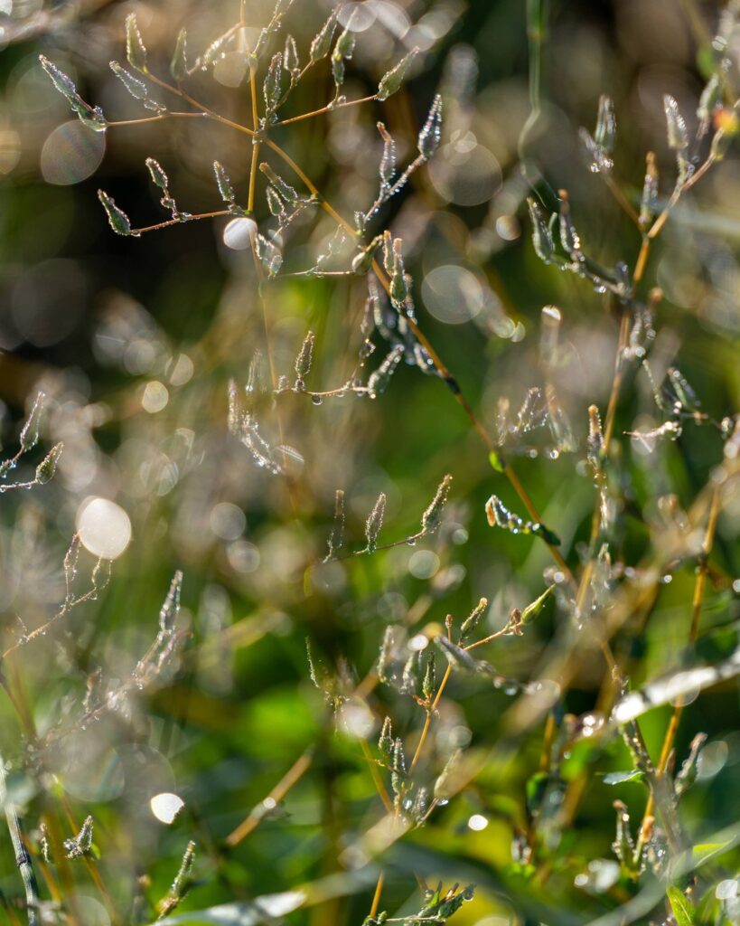 Garden — Nature & garden photography by Wasim Muklashy