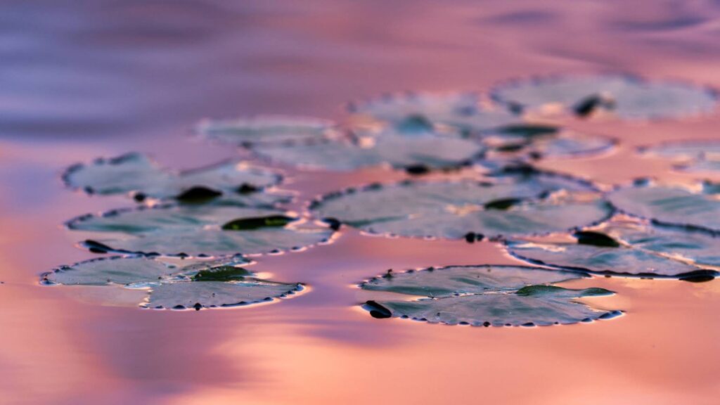 Garden — Nature & garden photography by Wasim Muklashy